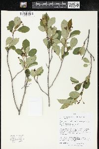 Aronia melanocarpa image