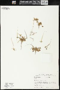 Erodium botrys image