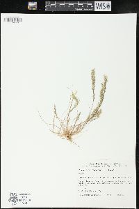 Deschampsia looseriana image