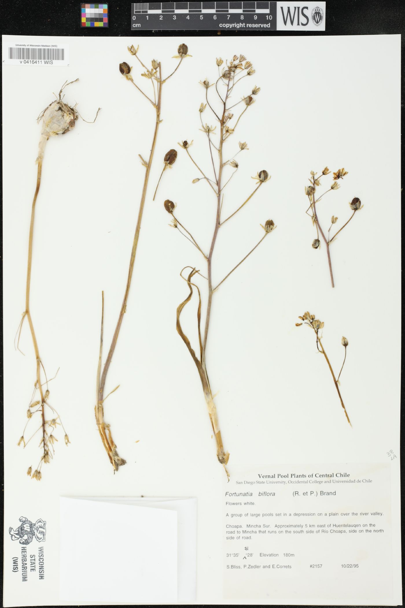 Oziroe biflora image