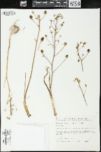 Oziroe biflora image