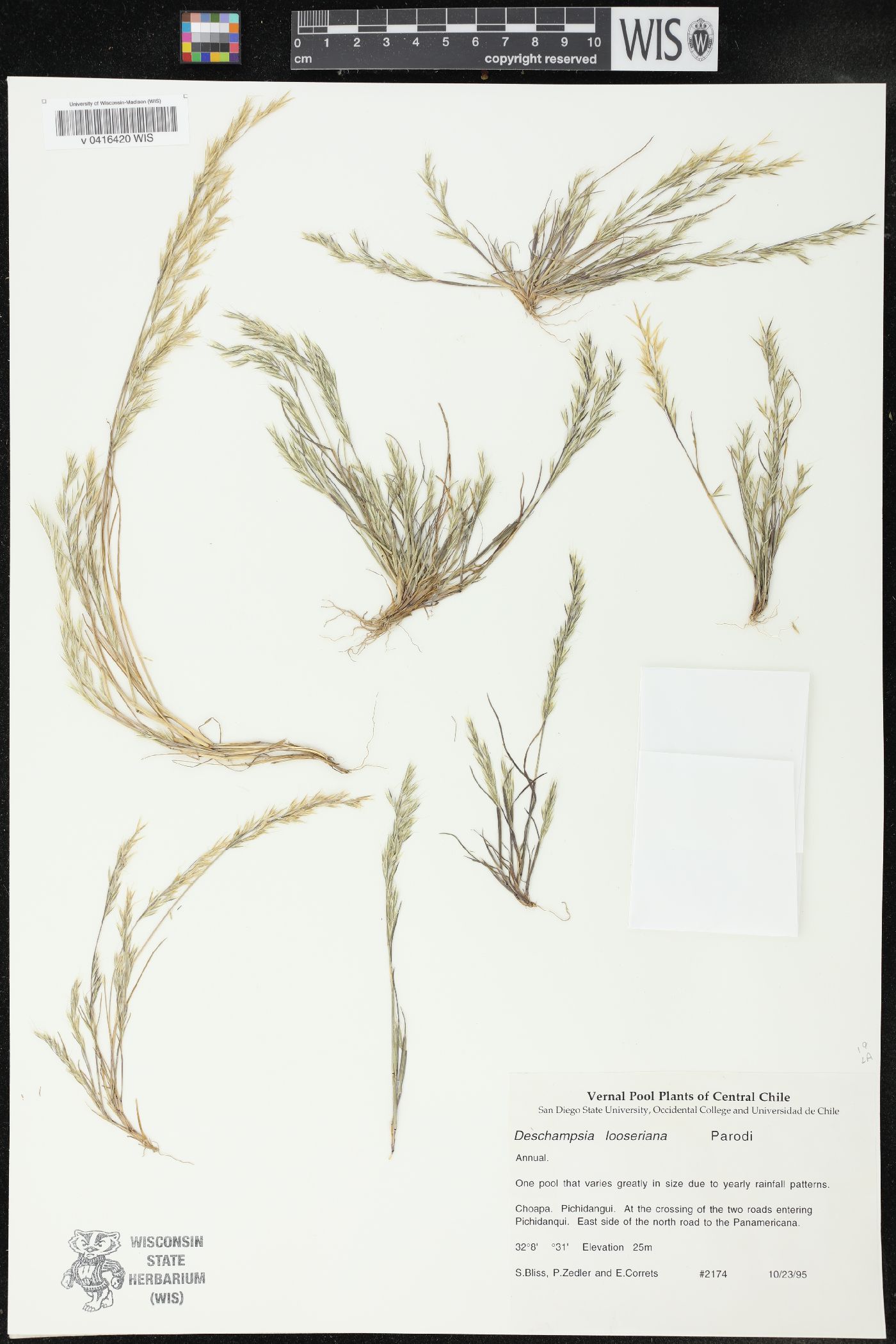 Deschampsia looseriana image