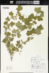 Ribes missouriense image