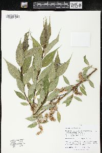 Salix lucida image