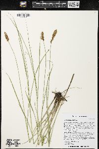 Carex sartwellii image