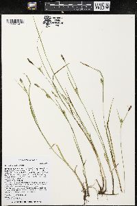 Carex tetanica image