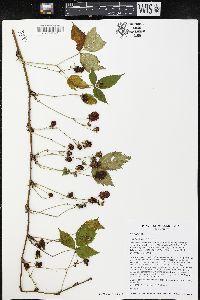 Rubus flagellaris image