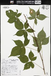 Rubus flagellaris image