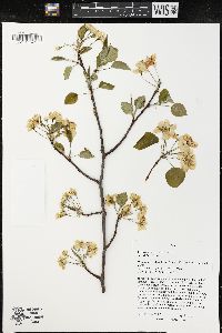 Pyrus calleryana image