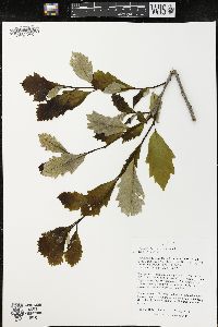 Quercus bicolor image