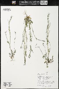 Cardamine parviflora image