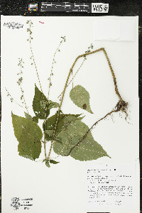 Circaea canadensis image