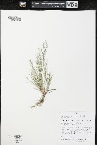 Eragrostis frankii image