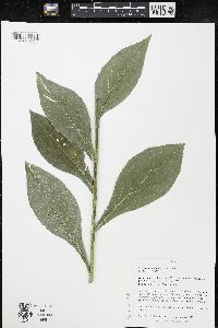 Solidago patula image