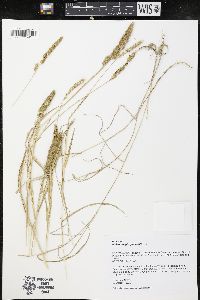 Muhlenbergia glomerata image