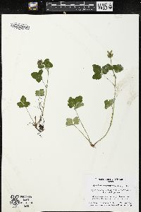 Potentilla indica image