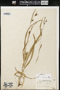 Carex grisea image