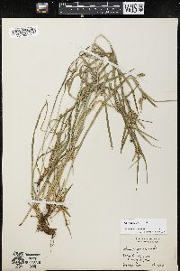 Carex grisea image