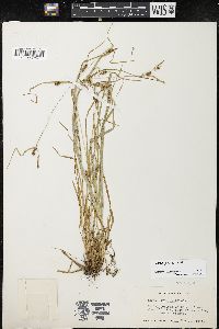 Carex grisea image