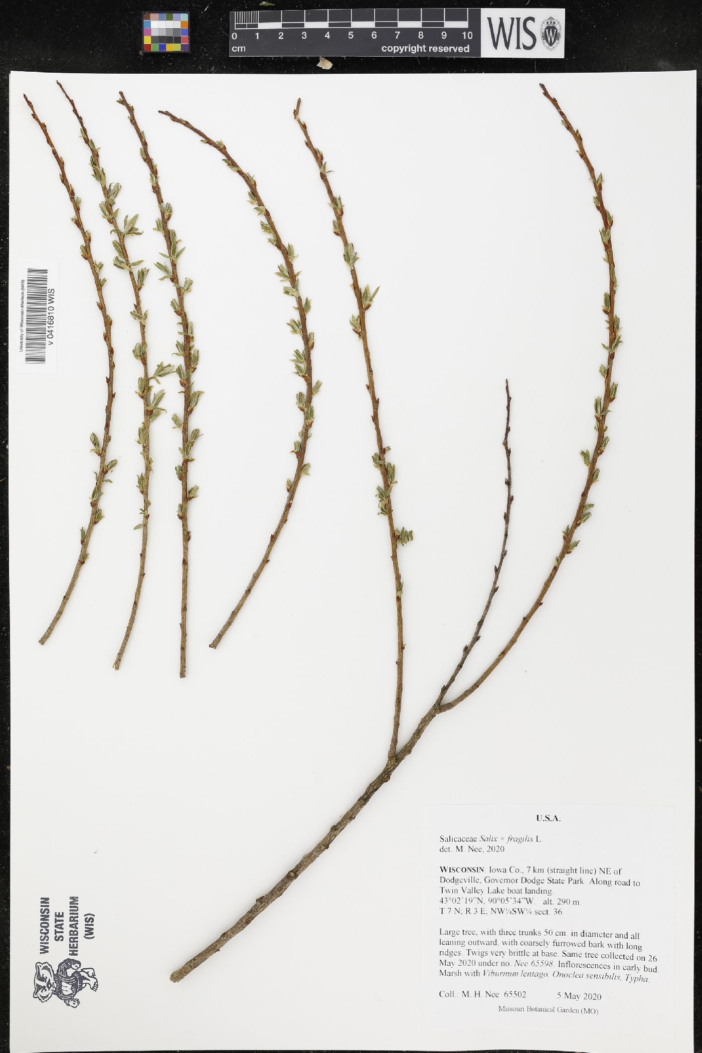 Salix × fragilis image