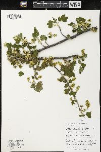 Ribes americanum image