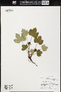 Rubus arcticus subsp. stellatus image