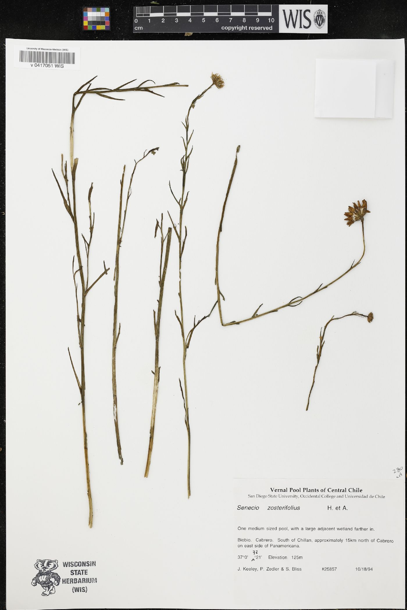 Haplosticha zosterifolia image