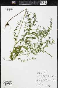 Scutellaria galericulata image