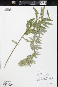 Lespedeza capitata image