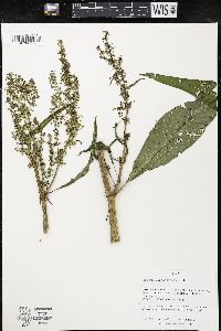 Rumex hydrolapathum image