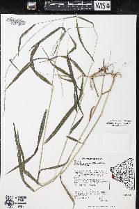 Muhlenbergia tenuiflora image