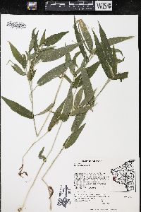 Panicum latifolium image