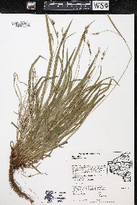 Carex hirtifolia image