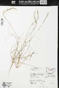 Aristida purpurascens image