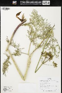 Lomatium multifidum image