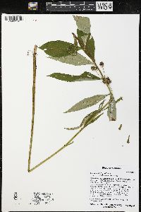 Lysimachia thyrsiflora image