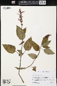 Salvia cinnabarina image