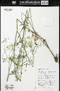 Pimpinella saxifraga image