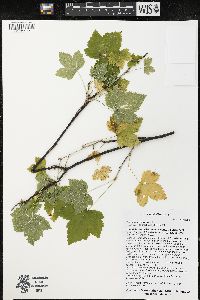 Ribes americanum image