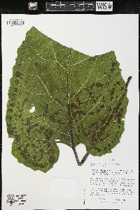 Arctium minus image