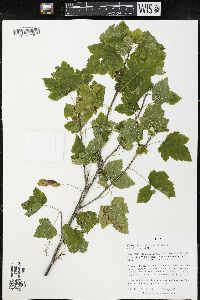 Ribes americanum image