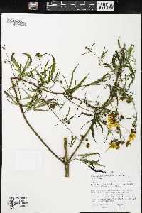 Bidens trichosperma image