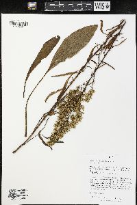 Solidago speciosa image