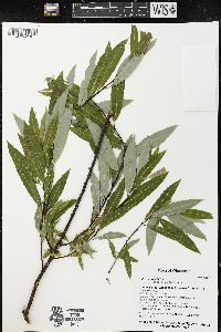 Salix petiolaris image