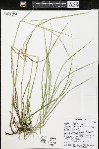 Carex sartwellii image