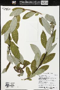 Salix myricoides image