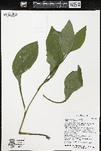 Solidago patula image