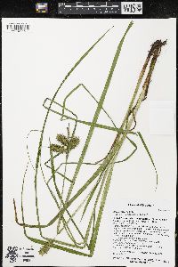 Carex retrorsa image