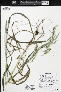 Cinna arundinacea image