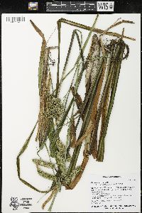 Carex comosa image